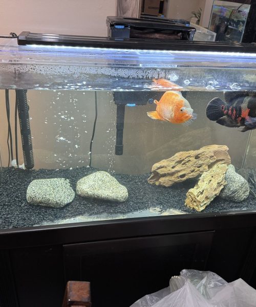 Acrylic Aquarium - Acrylic Creations 1